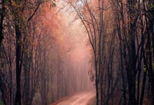 虎扑体育官网：白血病康复泳将有望争世锦赛首块奖牌 张雨霏迷状态给她突破空间.